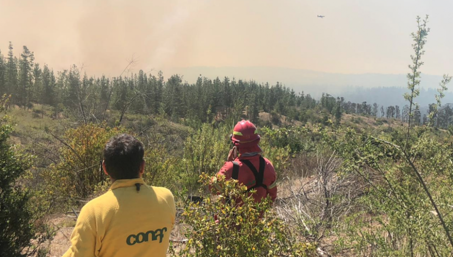 Incendio forestal en Placilla ha consumido 210 hectáreas: descartan avance de las llamas a zona poblada