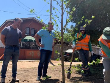 Más de 800 árboles serán plantados en Limache para reforestar la zona urbana