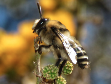 Foto de abeja chilena en parque La Ligua logra portada de prestigiosa revista de entomología