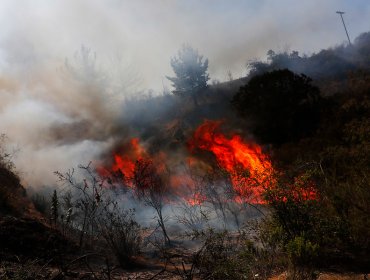 Más de 400 hectáreas ha consumido incendio forestal entre Valparaíso y Casablanca