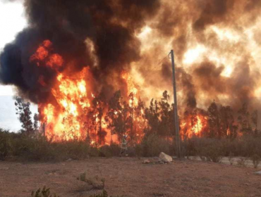 Incendio forestal en sector Puente Colmo de Quillota ha consumido alrededor de 10 hectáreas