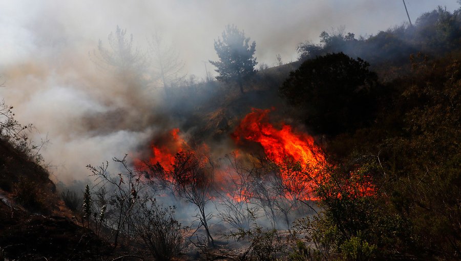 Más de 400 hectáreas ha consumido incendio forestal entre Valparaíso y Casablanca