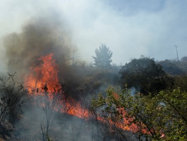 Reporte nacional de incendios forestales: 12 siniestros se encuentran activos