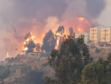 Momentos de terror se vivieron en Viña del Mar por incendio forestal en Miraflores Alto