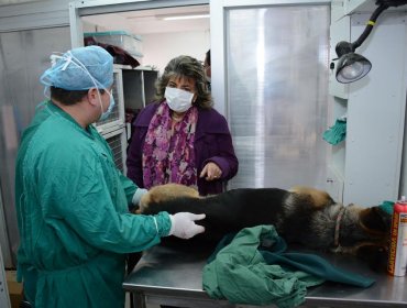 Nuevo proceso de esterilización masiva beneficiará a 5 mil mascotas en Viña del Mar