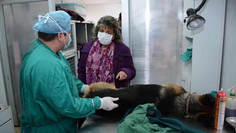 Nuevo proceso de esterilización masiva beneficiará a 5 mil mascotas en Viña del Mar