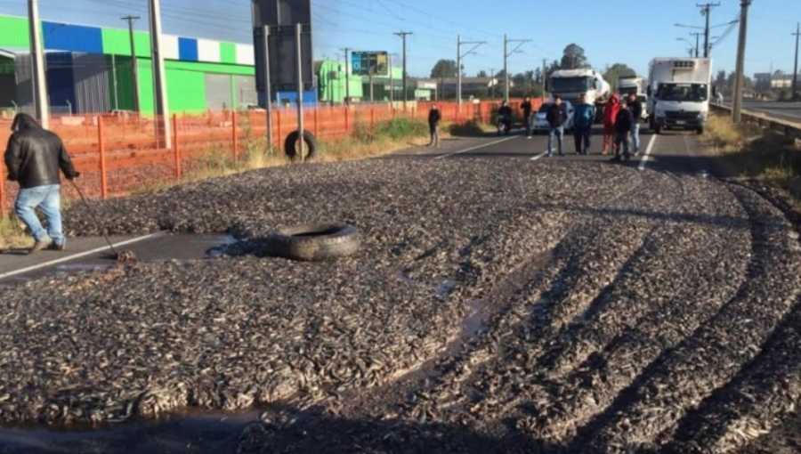 Desconocidos intimidan a transportista y lo obligan a vaciar su carga de sardinas en ruta a Coronel