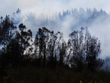 Incendio forestal en Machalí fue controlado y bajan Alerta Roja a Amarilla