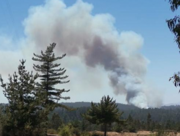 Incendio forestal que afecta a El Quisco, Algarrobo y Casablanca ha consumido más de 700 hectáreas