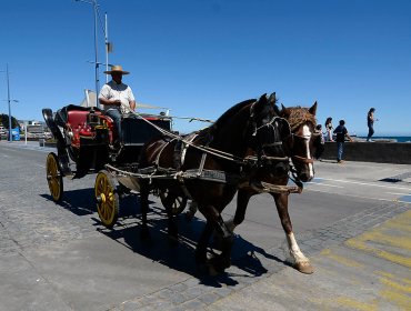 Las cuatro preguntas comunales que tendrá la Consulta Ciudadana en Viña del Mar