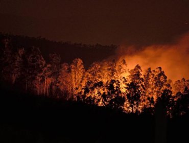 Bomberos combaten incendio forestal que afecta al Jardín Botánico de Viña del Mar