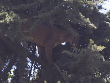 Encuentran muerto a puma que fue rescatado en enero en Lo Barnechea