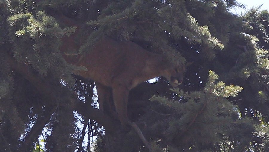 Encuentran muerto a puma que fue rescatado en enero en Lo Barnechea