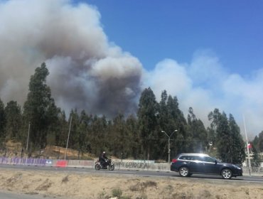 Incendio forestal en Placilla obliga a declarar Alerta Roja en la comuna de Valparaíso