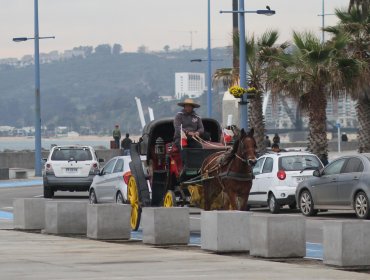 Consulta ciudadana en Viña del Mar: 65,8% no quiere que tradicionales "victorias" sigan transitando