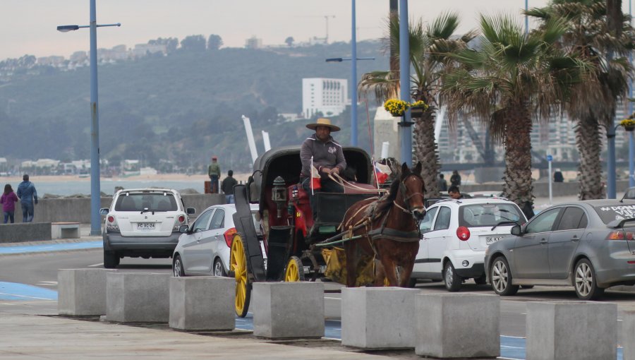 Consulta ciudadana en Viña del Mar: 65,8% no quiere que tradicionales "victorias" sigan transitando