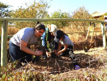 Conaf donó más de 111 mil árboles para aumentar las áreas verdes de la región de Valparaíso