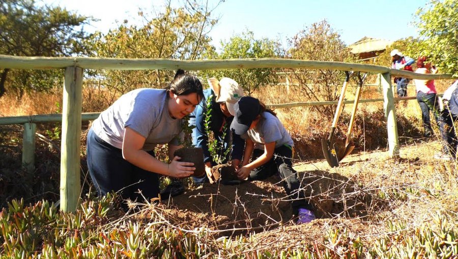 Conaf donó más de 111 mil árboles para aumentar las áreas verdes de la región de Valparaíso