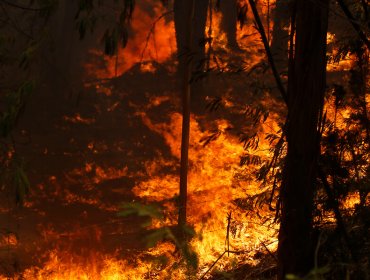 Declaran Alerta Amarilla para la región Metropolitana por simultaneidad de incendios forestales