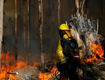 Conaf reporta 64 incendios forestales: el de Placilla es el más significativo, con 500 hectáreas consumidas