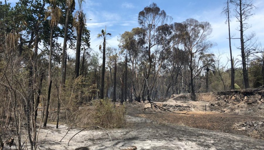 Detienen a acusado de iniciar incendio forestal en la comuna de Peralillo