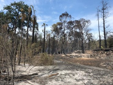 Detienen a acusado de iniciar incendio forestal en la comuna de Peralillo