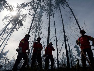 Seis incendios forestales siguen activos en el país: Valparaíso y Viña se mantienen con Alerta Roja