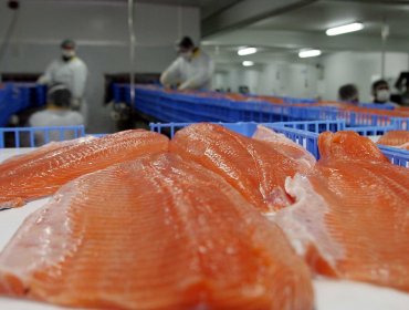 Gremio del salmón suspende participación de empresas acusadas de colusión