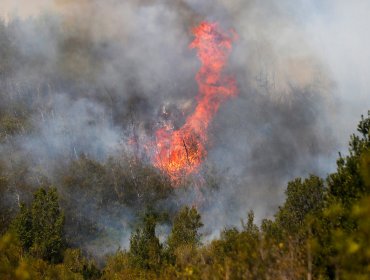 Conaf: De los 42 incendios forestales registrados en el país, sólo seis están activos