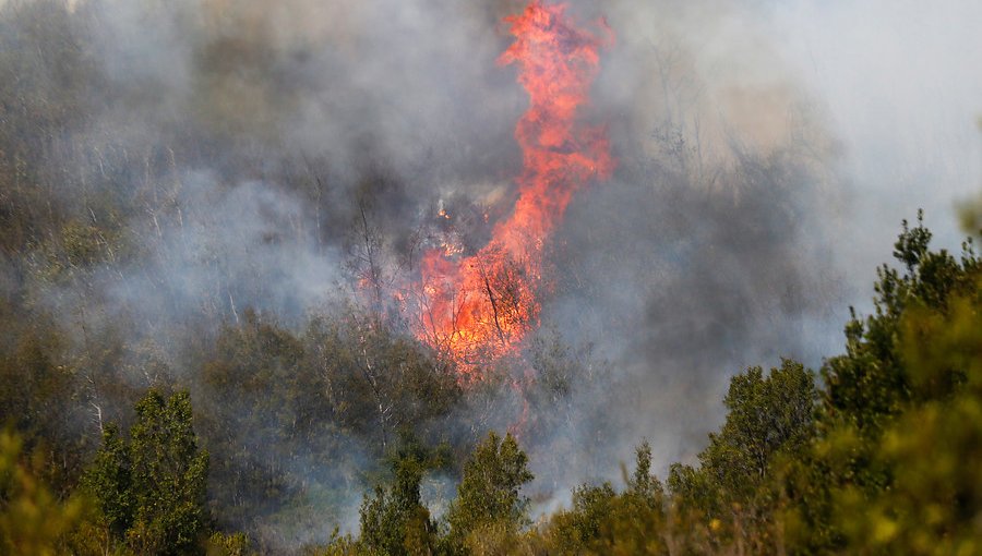 Conaf: De los 42 incendios forestales registrados en el país, sólo seis están activos