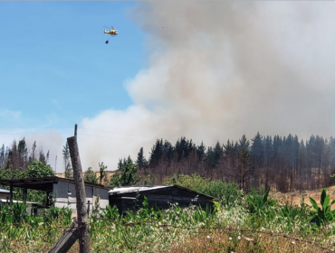 Alerta Roja en Chillán por incendio forestal que se registra cercano a zona residencial