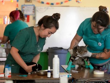 Disponen de centro de atención primaria para mascotas heridas por incendio en Valparaíso