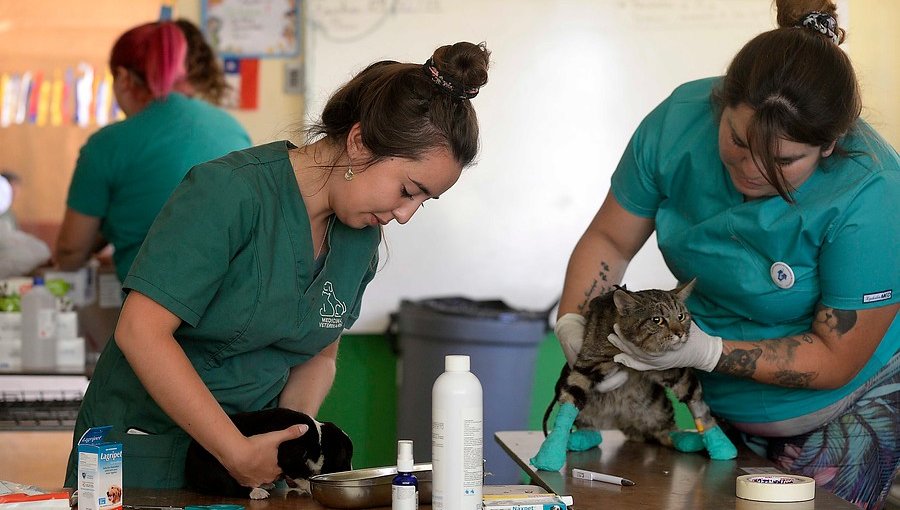 Disponen de centro de atención primaria para mascotas heridas por incendio en Valparaíso