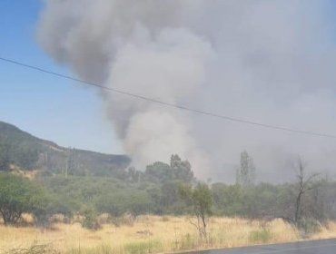 Incendio forestal en la comuna de San Javier ha consumido 60 hectáreas