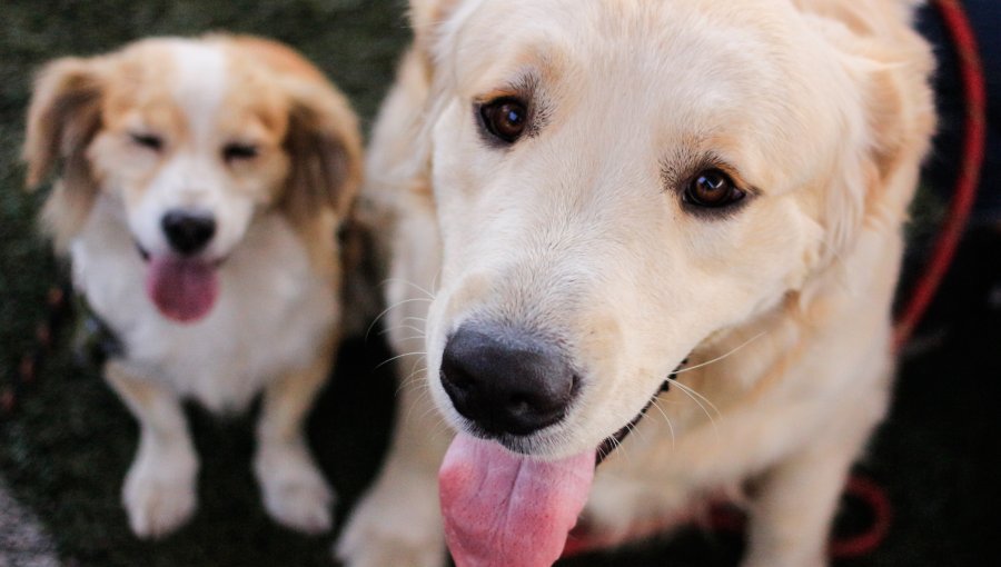 Colegio Médico Veterinario entregó recomendaciones para mascotas por año nuevo