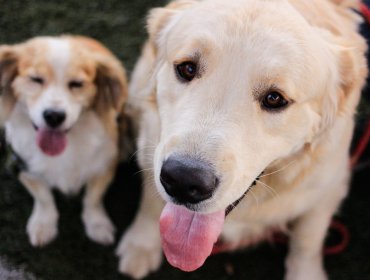 Colegio Médico Veterinario entregó recomendaciones para mascotas por año nuevo