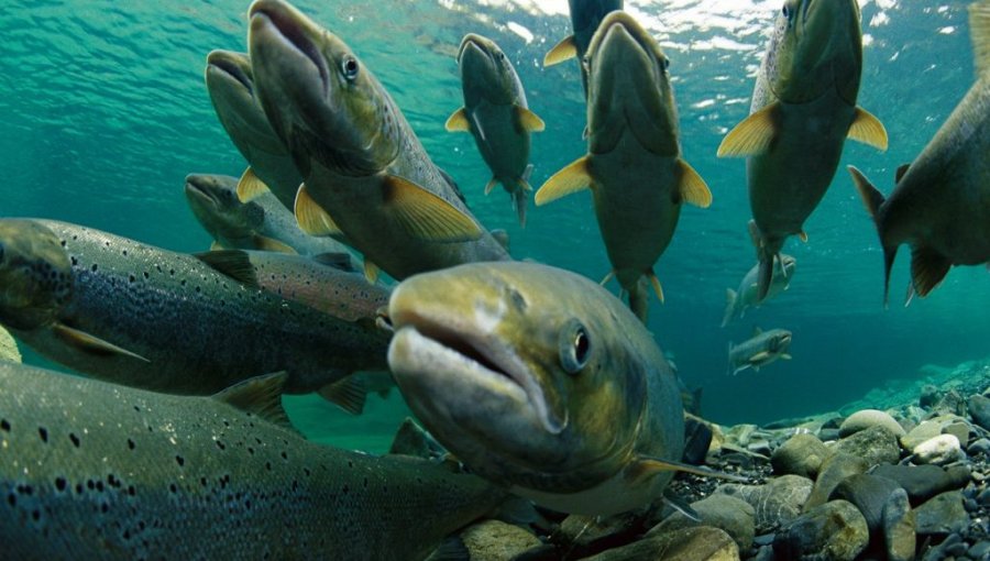 Sernapesca confirma escape de 23 mil salmones desde un centro de cultivo en Quemchi