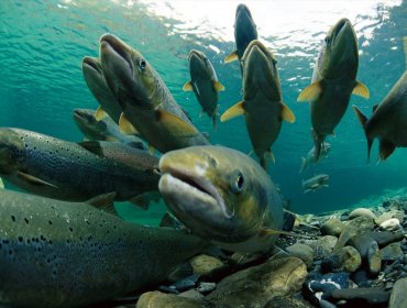 Sernapesca confirma escape de 23 mil salmones desde un centro de cultivo en Quemchi