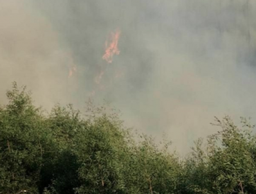 Declaran Alerta Roja para la comuna de Lota por incendio forestal cercano a sectores habitados