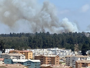 Barajan tesis de intencionalidad en incendio forestal de Concón: se originó con cinco focos simultáneos