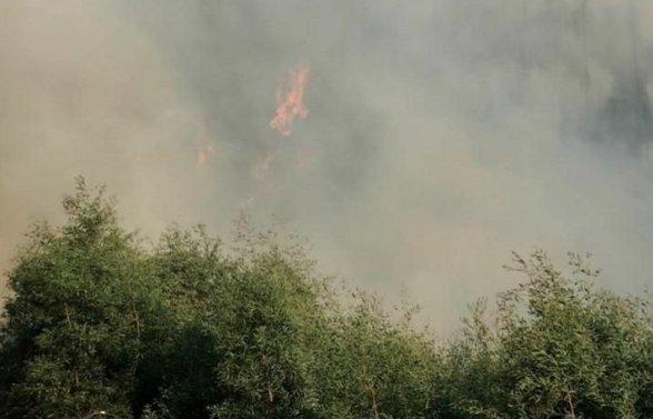 Declaran Alerta Roja para la comuna de Lota por incendio forestal cercano a sectores habitados