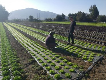 Predios agrícolas por debajo de $24.123.736 quedarán exentos del pago de contribuciones