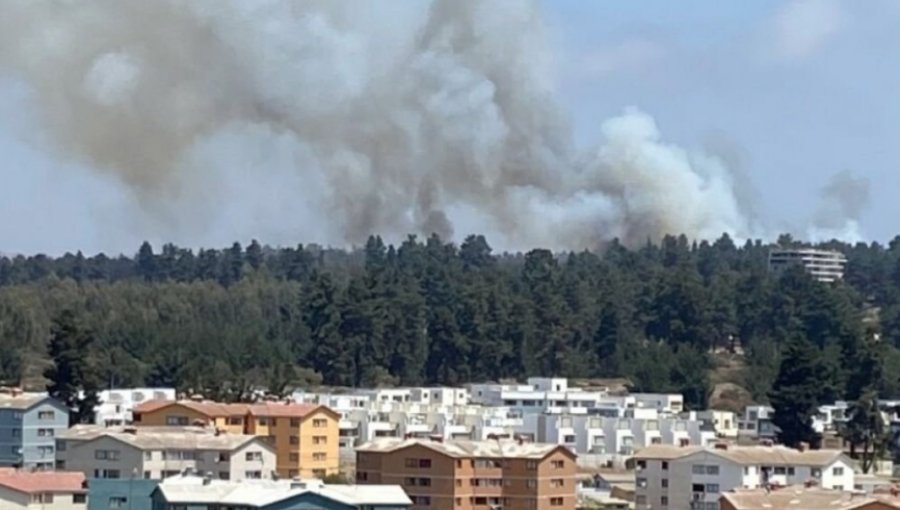 Barajan tesis de intencionalidad en incendio forestal de Concón: se originó con cinco focos simultáneos