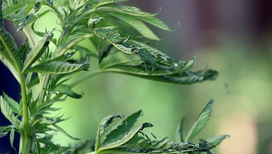 Corte de San Bernardo absuelve a líderes de cultivo medicinal de cannabis