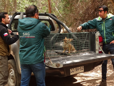 Logran rescatar a zorro culpeo que se encontraba desorientado en centro turístico de Olmué