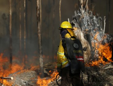 Alerta roja: Incendio forestal ha consumido más de 20 hectáreas en Navidad