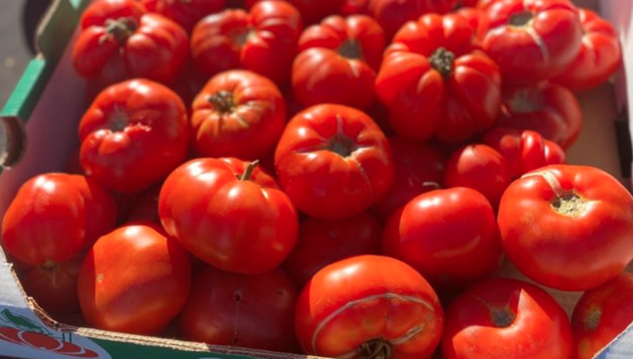 Más de 8 mil personas participaron en Fiesta del Tomate Limache y en viaje del Tren del Recuerdo