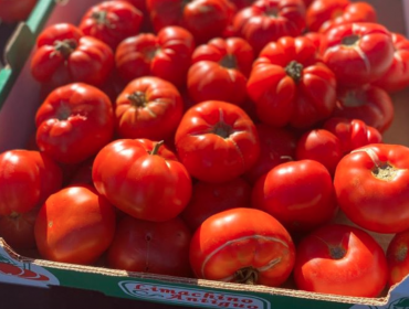 Más de 8 mil personas participaron en Fiesta del Tomate Limache y en viaje del Tren del Recuerdo