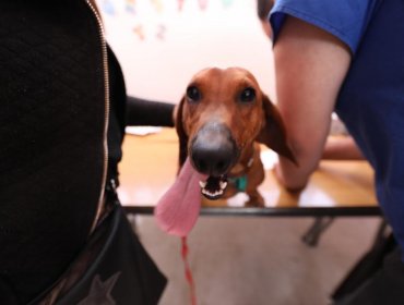 957 mascotas han sido esterilizadas durante las primeras dos semanas del año en Viña del Mar