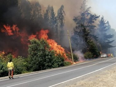 Por incendio forestal, evacuan sectores de Rinconada de Taboleo y La Maravilla en la comuna de Nacimiento